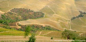 Terraced vineyards - a Douro Valley landscape in Autumn