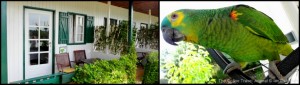Quinta do Barranco da Estrada - Accommodation & Parrot