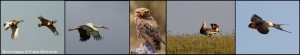 Birds of the Alentejo, Portugal: Little Bustards, Stork, Little Owl, Great Bustard, Red-Rumped Swallow
