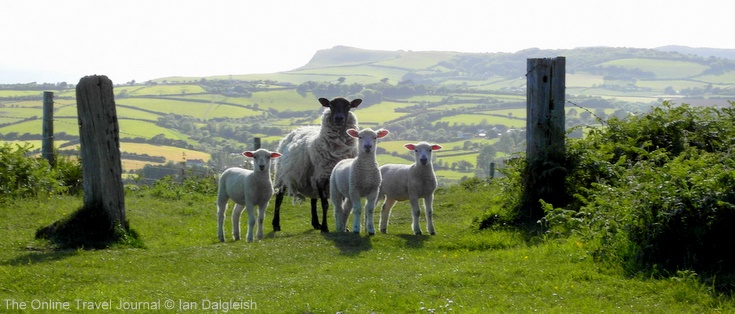 Sheep on the hills near Bridport, Dorset