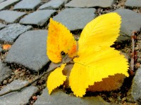 Fallen leaf on cobbled street, Berlin