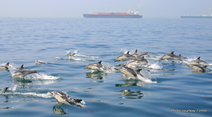 Common Dolphins large school