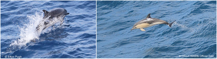 Striped (left) & Common dolphins
