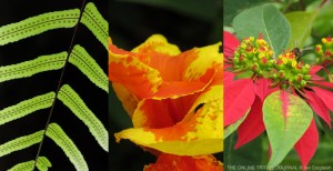 Close-up flora La Gomera