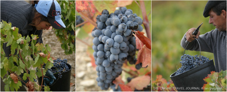 ,Grape harvest for winemaking, Portugal